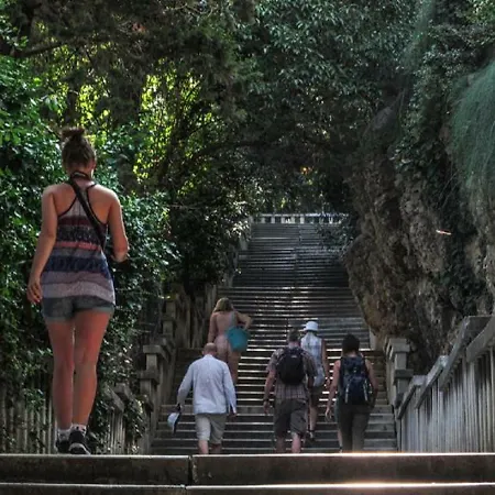 Olive Tree * Spalato