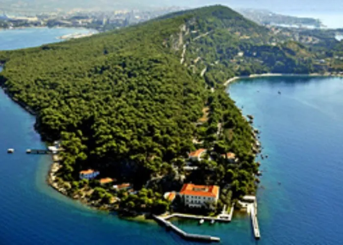 Olive Tree سبليت